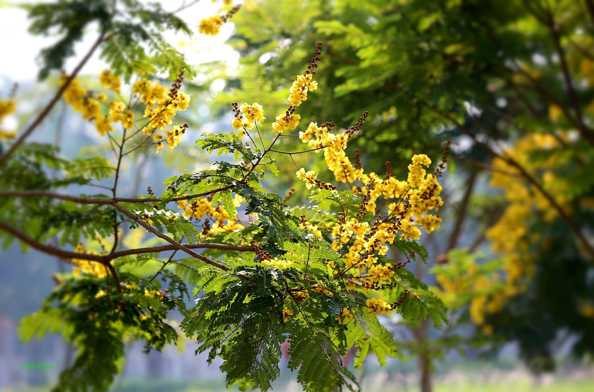 Mua hoa diep vang thap sang nhung hang cay Sai Gon hinh anh