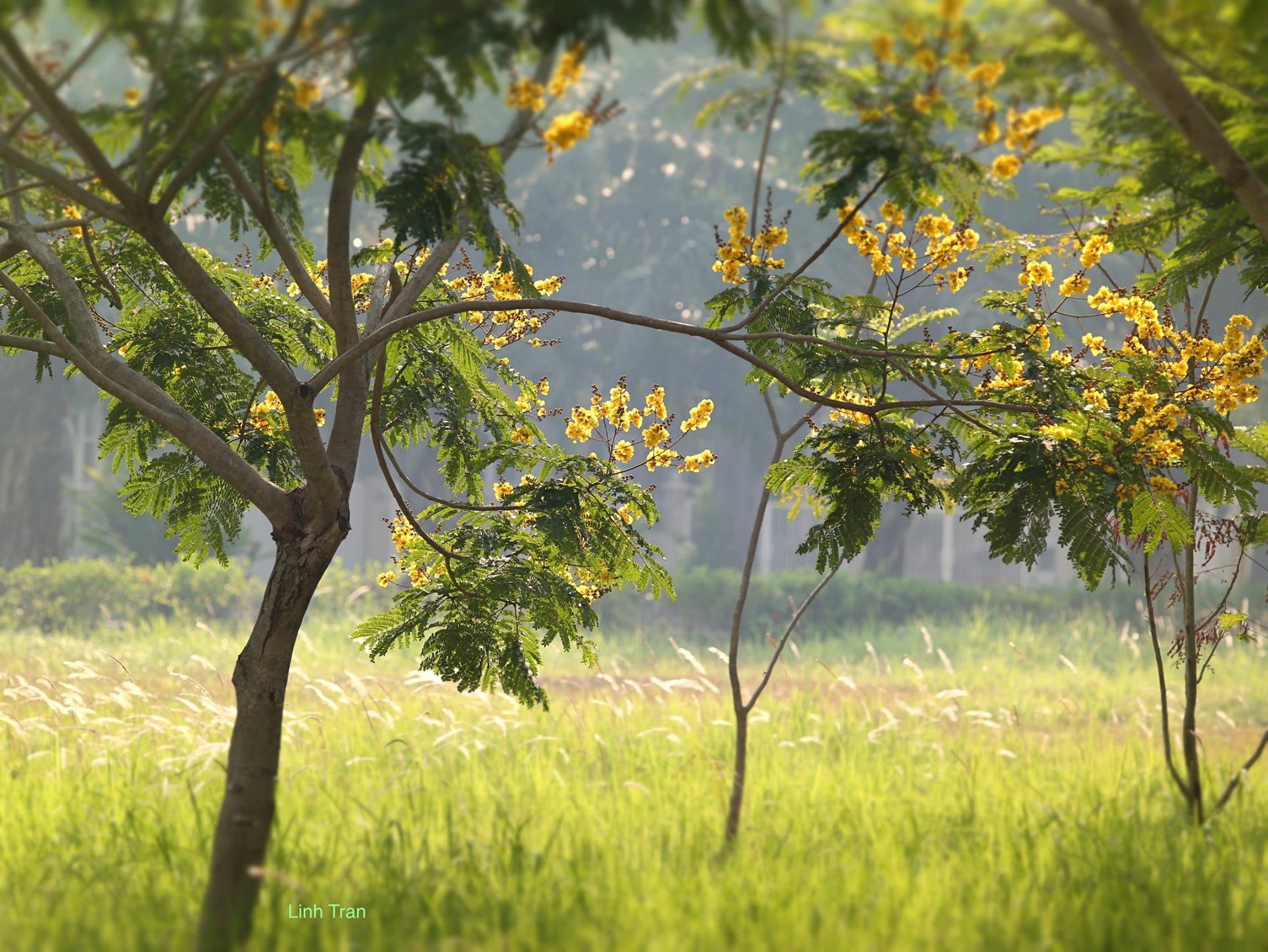 Hoa diep vang Sai Gon anh 4