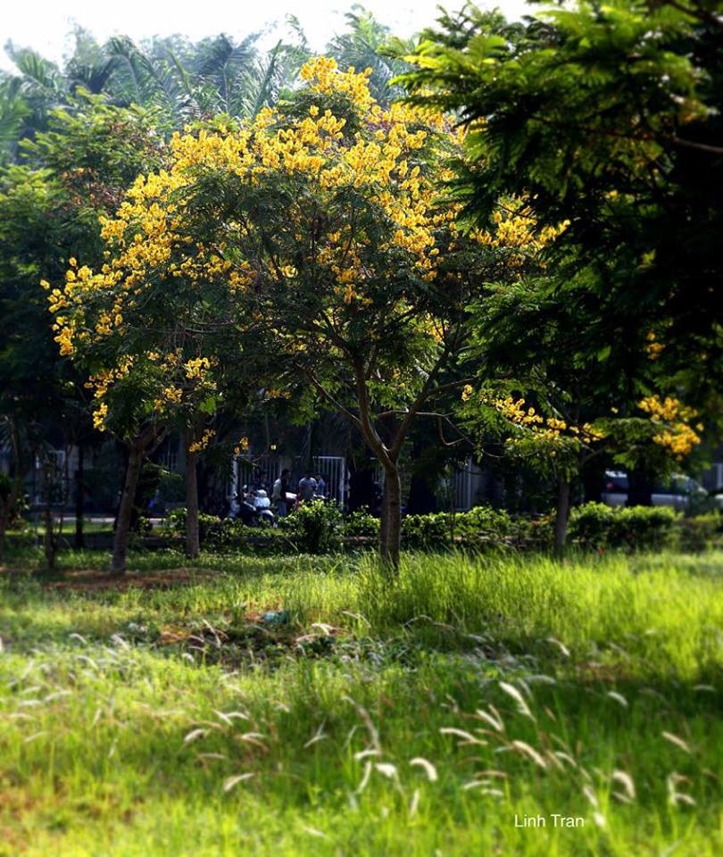 Hoa diep vang Sai Gon anh 5