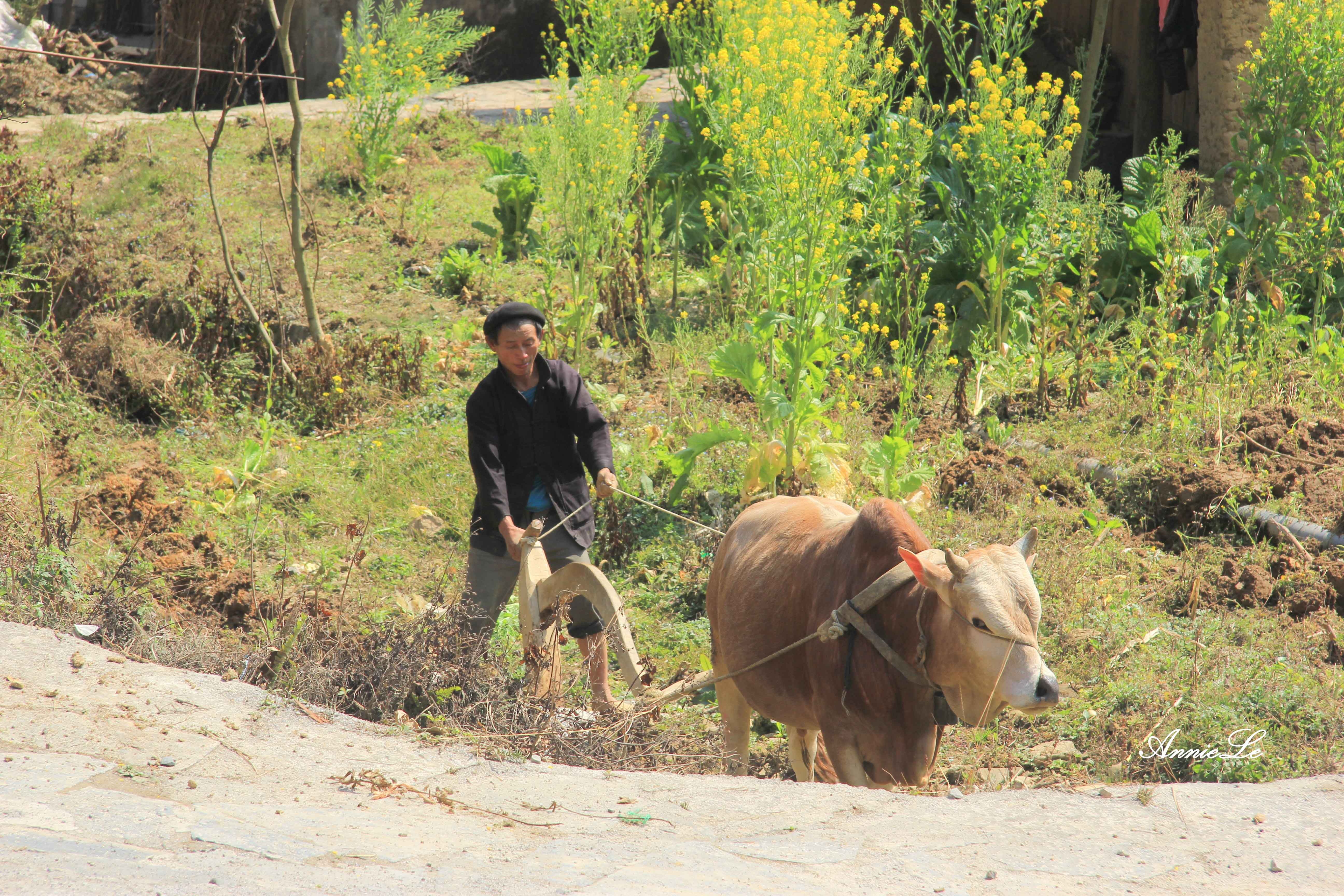 Pho Bang Dong Van anh 11