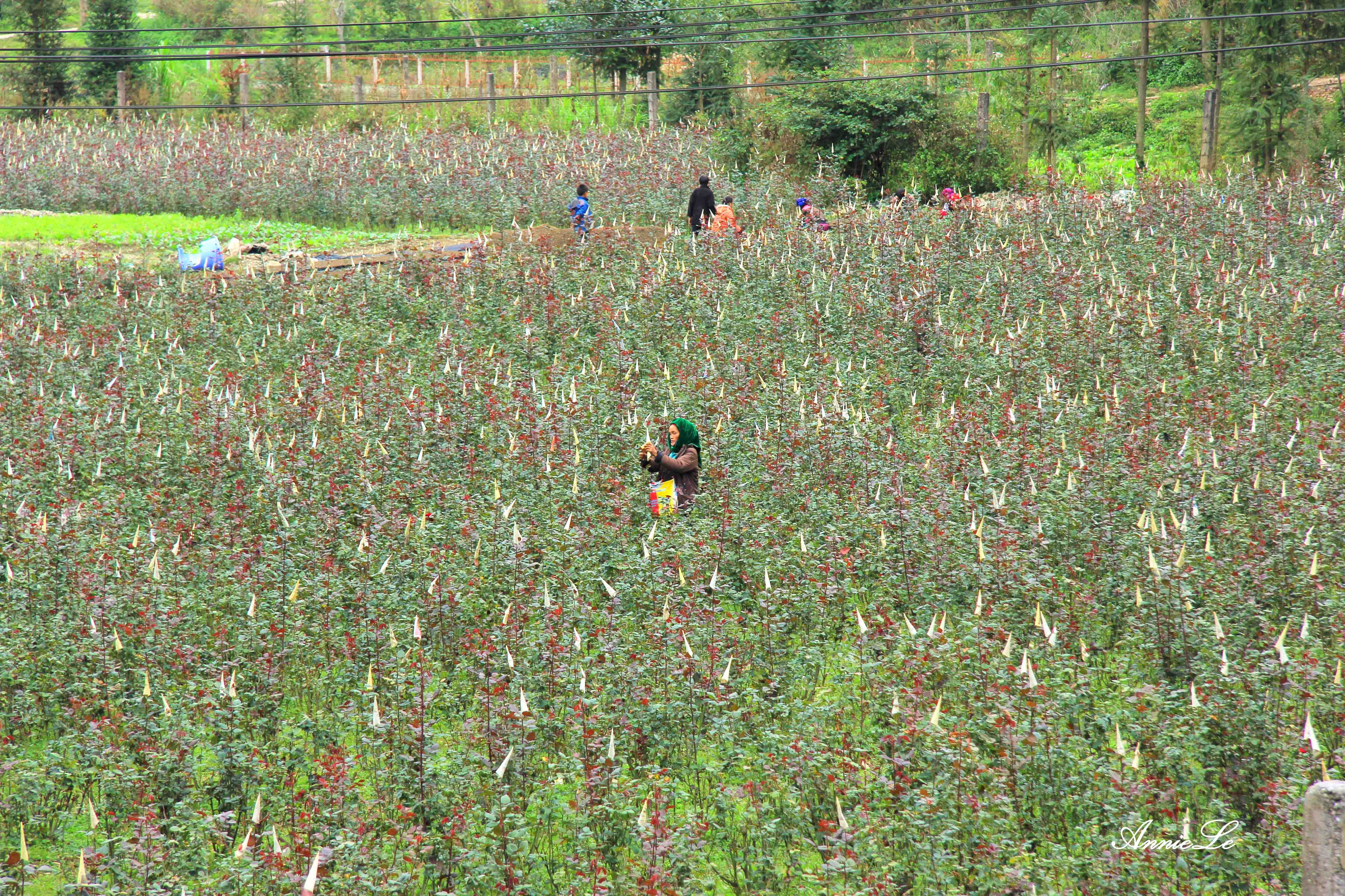 Pho Bang Dong Van anh 2