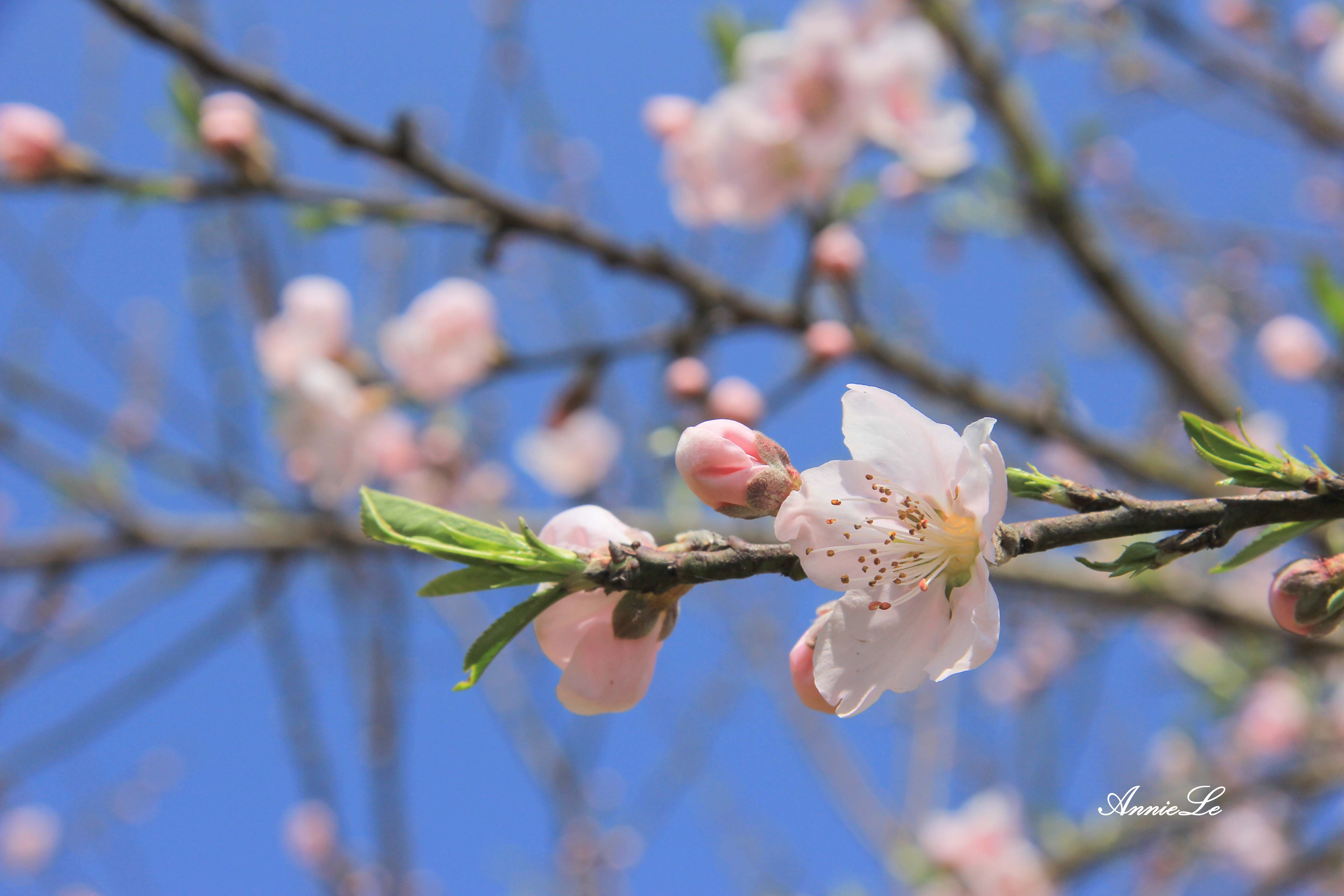 Pho Bang Dong Van anh 4