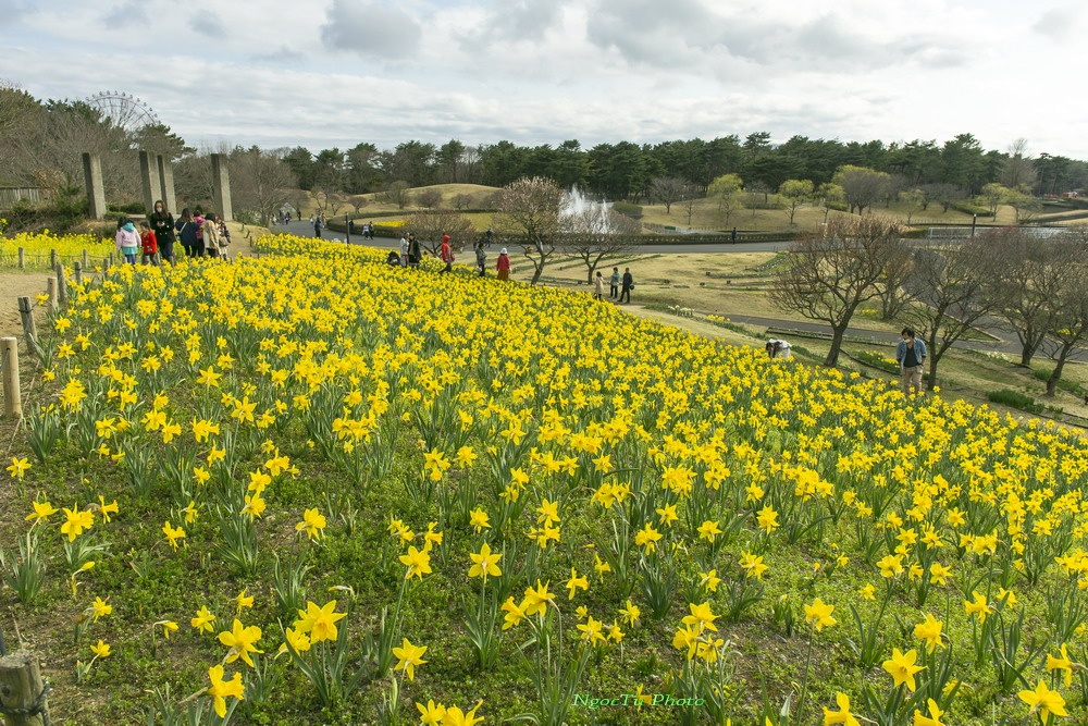 Mùa hoa ở Nhật Bản ảnh 10 Mua hoa o Nhat Ban anh 10