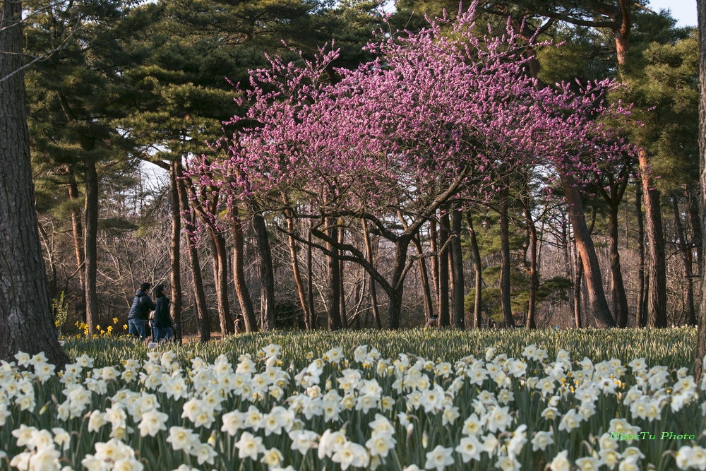 Mùa hoa ở Nhật Bản ảnh 11 Mua hoa o Nhat Ban anh 11