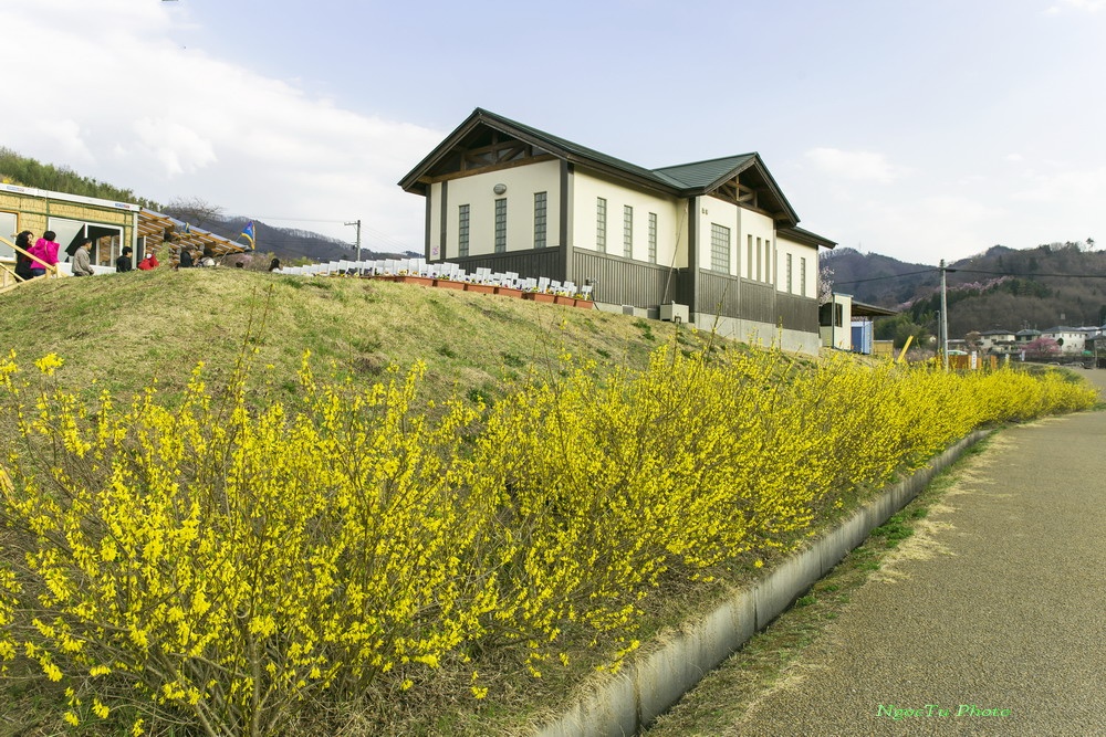 Mùa hoa ở Nhật Bản ảnh 12 Mua hoa o Nhat Ban anh 12