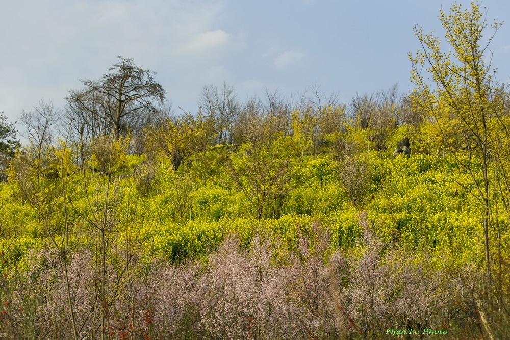 Mùa hoa ở Nhật Bản ảnh 13 Mua hoa o Nhat Ban anh 13