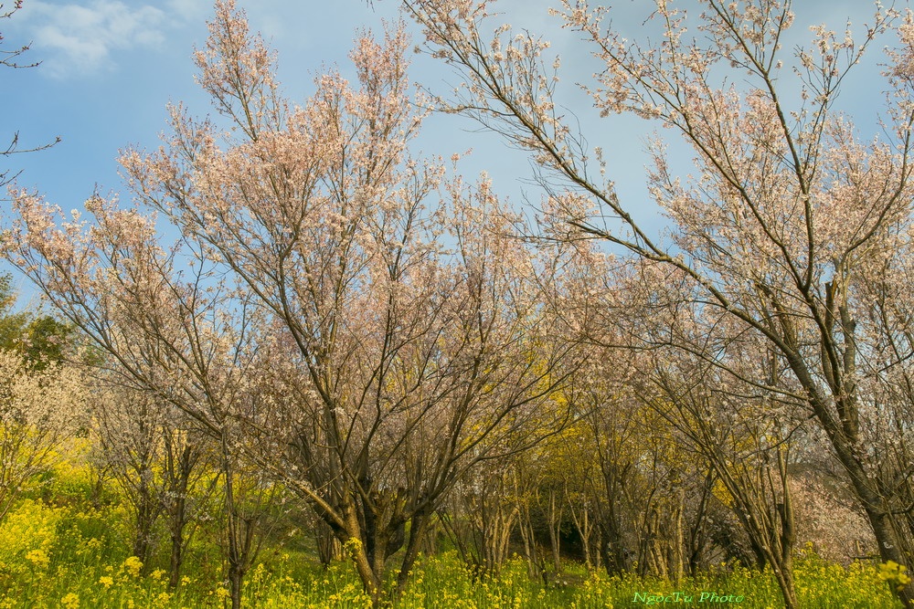 Mùa hoa ở Nhật Bản ảnh 14 Mua hoa o Nhat Ban anh 14