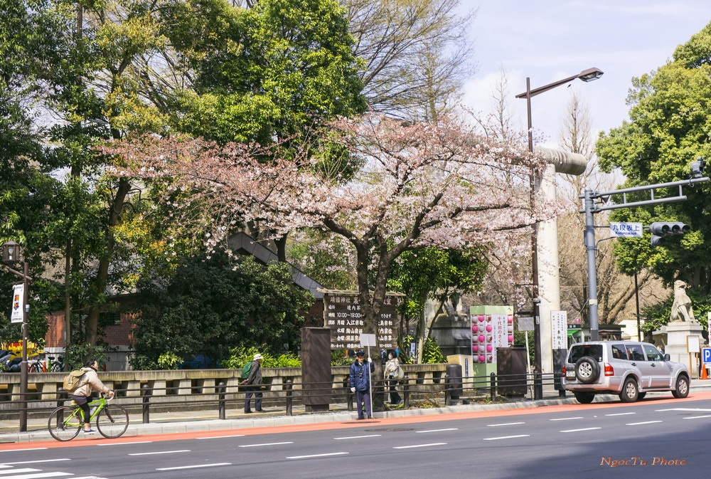 Mùa hoa ở Nhật Bản ảnh 1 Mua hoa o Nhat Ban anh 1