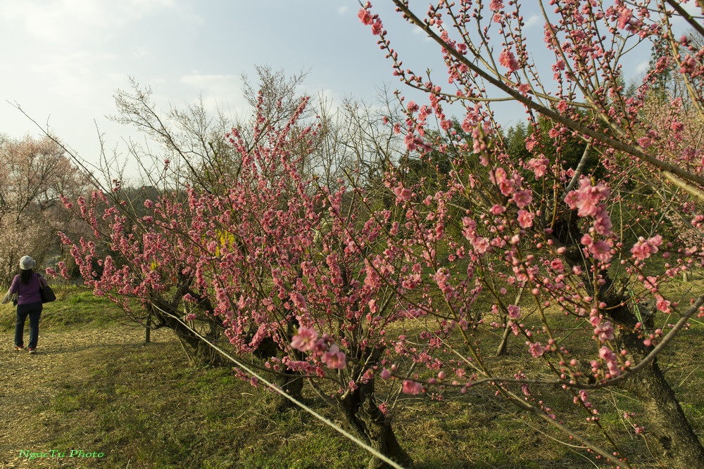 Mùa hoa ở Nhật Bản ảnh 15 Mua hoa o Nhat Ban anh 15