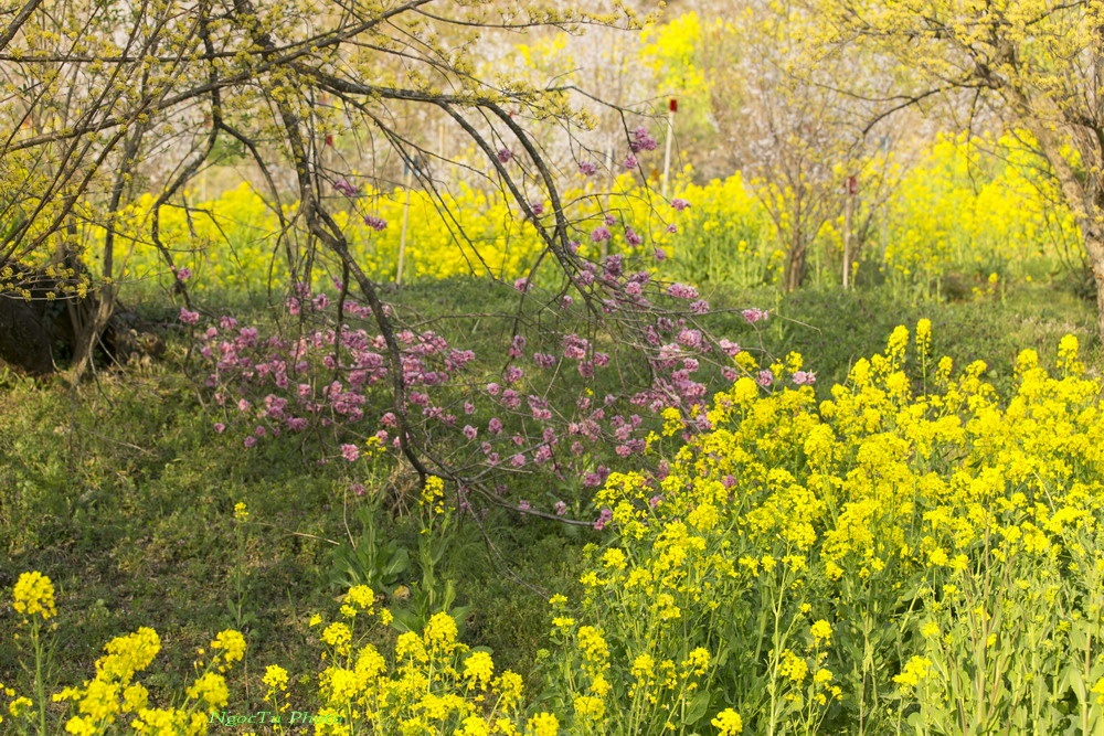 Mùa hoa ở Nhật Bản ảnh 16 Mua hoa o Nhat Ban anh 16
