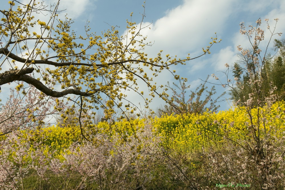 Mùa hoa ở Nhật Bản ảnh 17 Mua hoa o Nhat Ban anh 17