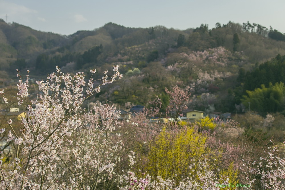 Mùa hoa ở Nhật Bản ảnh 18 Mua hoa o Nhat Ban anh 18