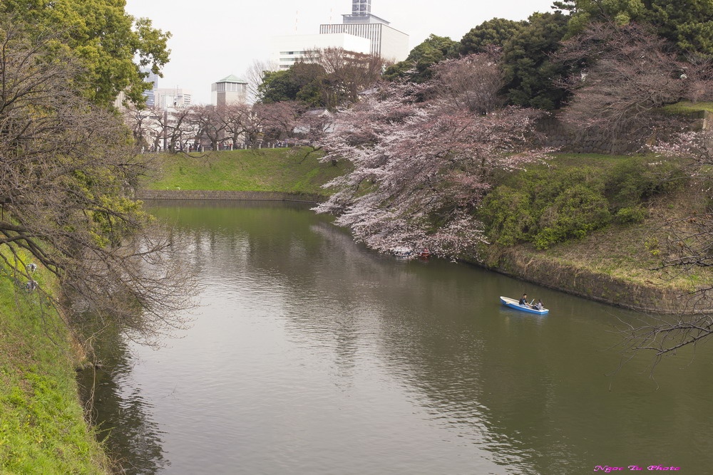 Mùa hoa ở Nhật Bản ảnh 2 Mua hoa o Nhat Ban anh 2