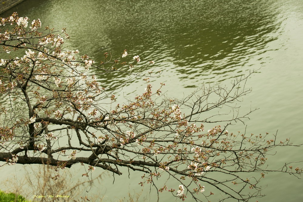 Mùa hoa ở Nhật Bản ảnh 3 Mua hoa o Nhat Ban anh 3