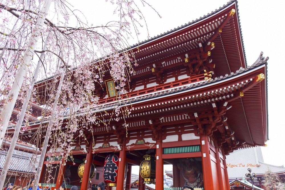 Mùa hoa ở Nhật Bản ảnh 4 Mua hoa o Nhat Ban anh 4