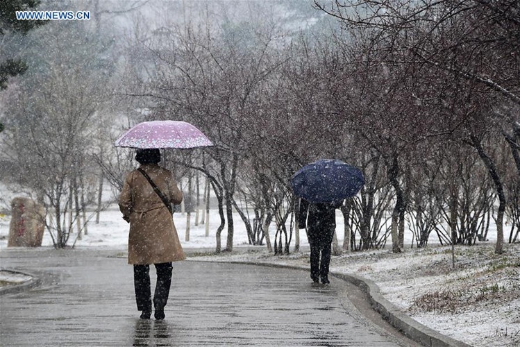 Mưa tuyết giữa tháng 4 ảnh 6 Mua tuyet giua thang 4 anh 6