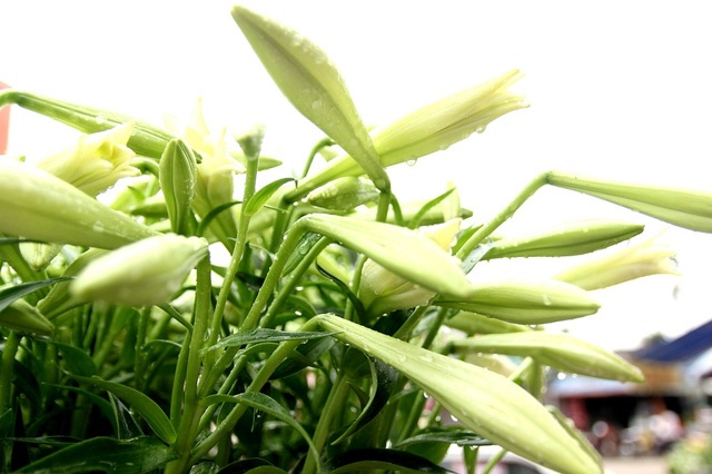 Hoa loa ken thang 4 anh 10