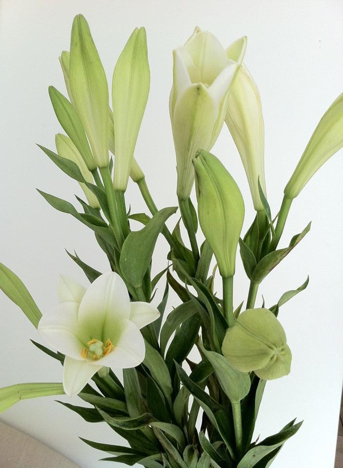 Loa ken tren pho anh 2