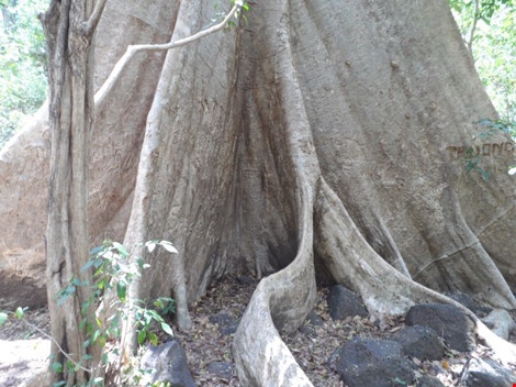 Cây Tung cổ thụ rừng Nam Cát Tiên ảnh 1 Cay Tung co thu rung Nam Cat Tien anh 1