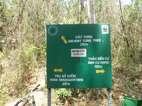 Cây Tung cổ thụ rừng Nam Cát Tiên ảnh 2 Cay Tung co thu rung Nam Cat Tien anh 2