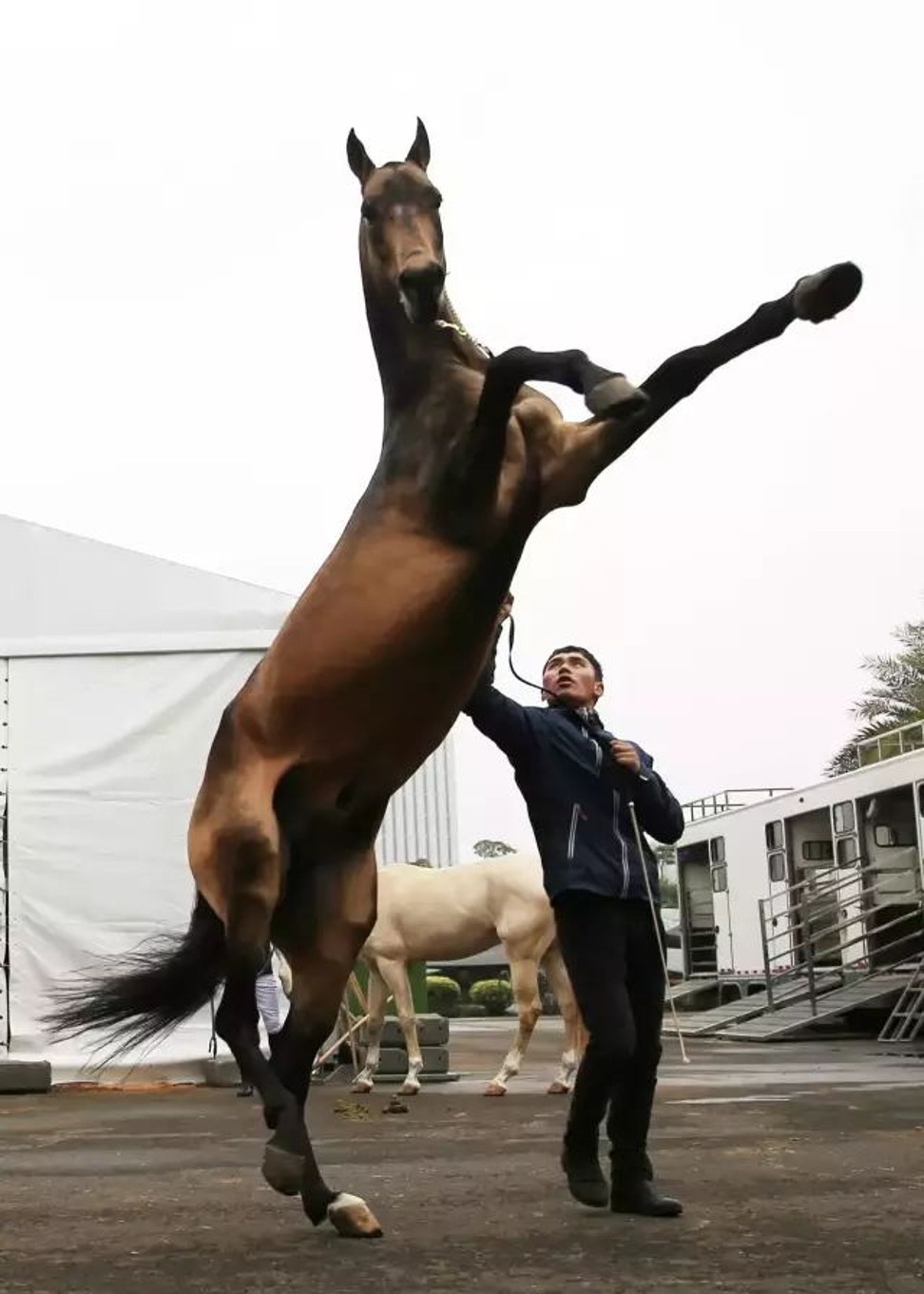 Ngua Akhal Trung Quoc anh 2