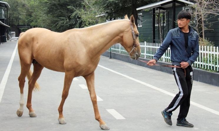 Huyen thoai 'Han Huyet bao ma' va giac mo cua ty phu Trung Quoc hinh anh