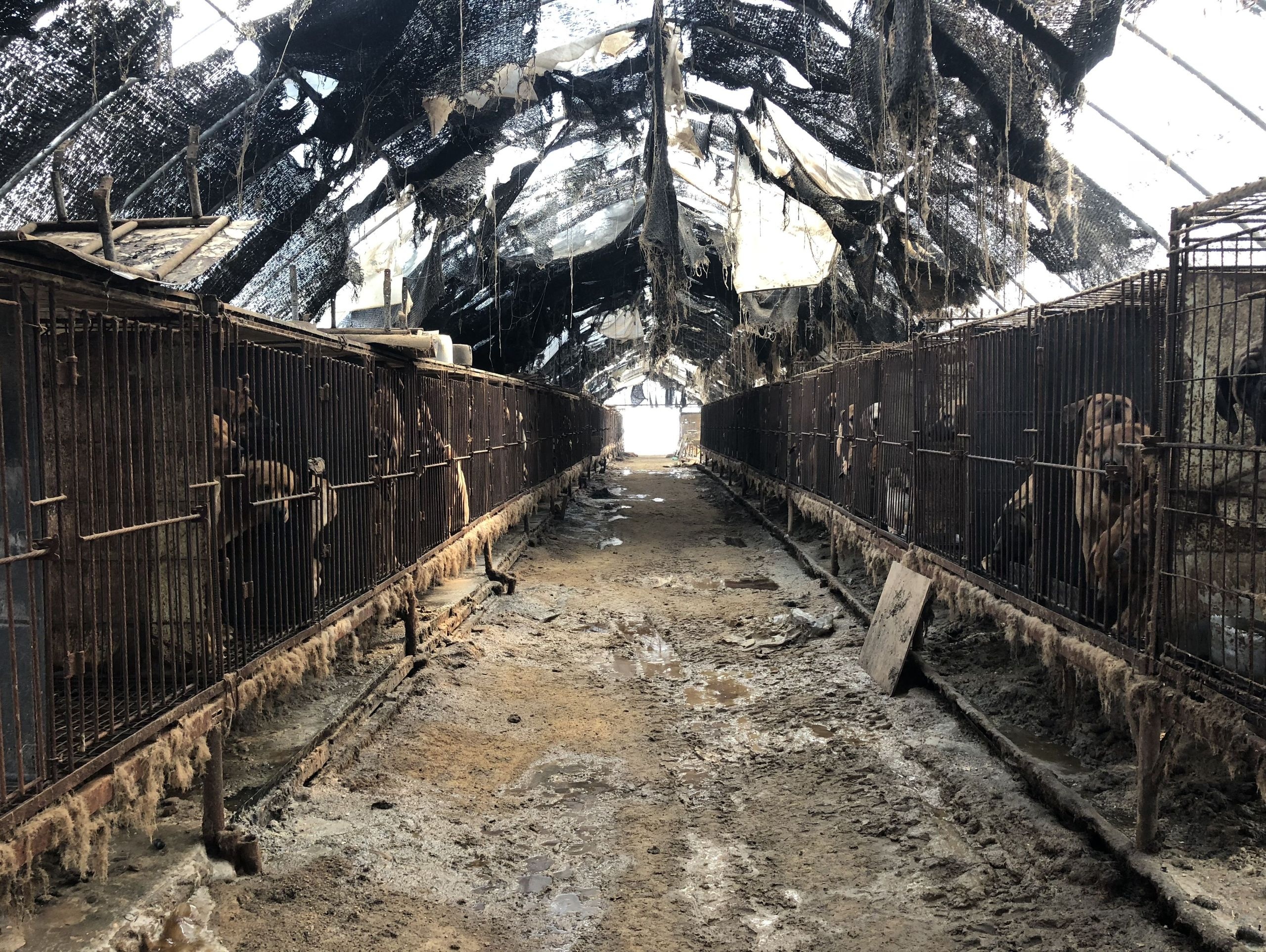 Thit cho o Han Quoc anh 1