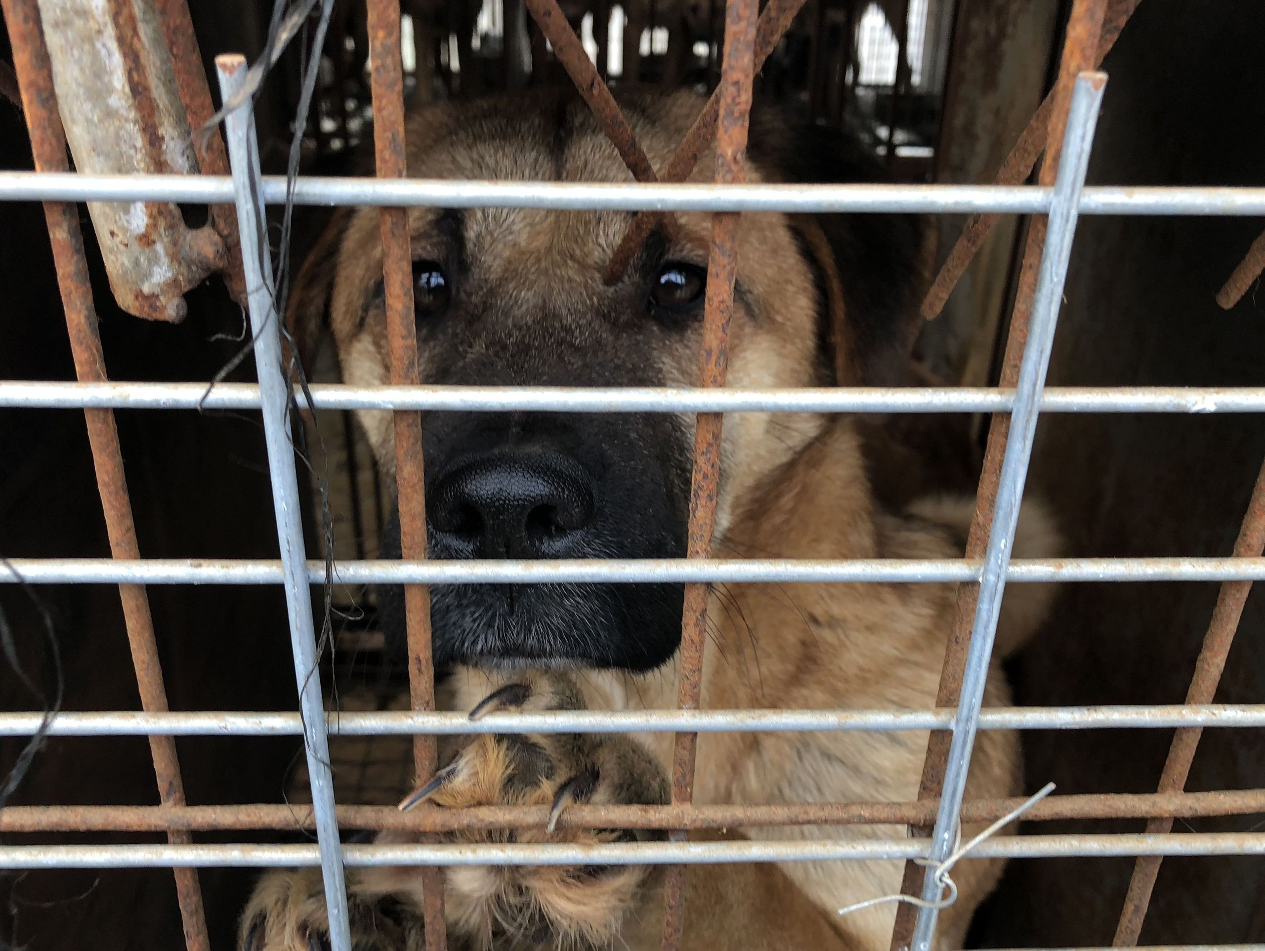 Thit cho o Han Quoc anh 6