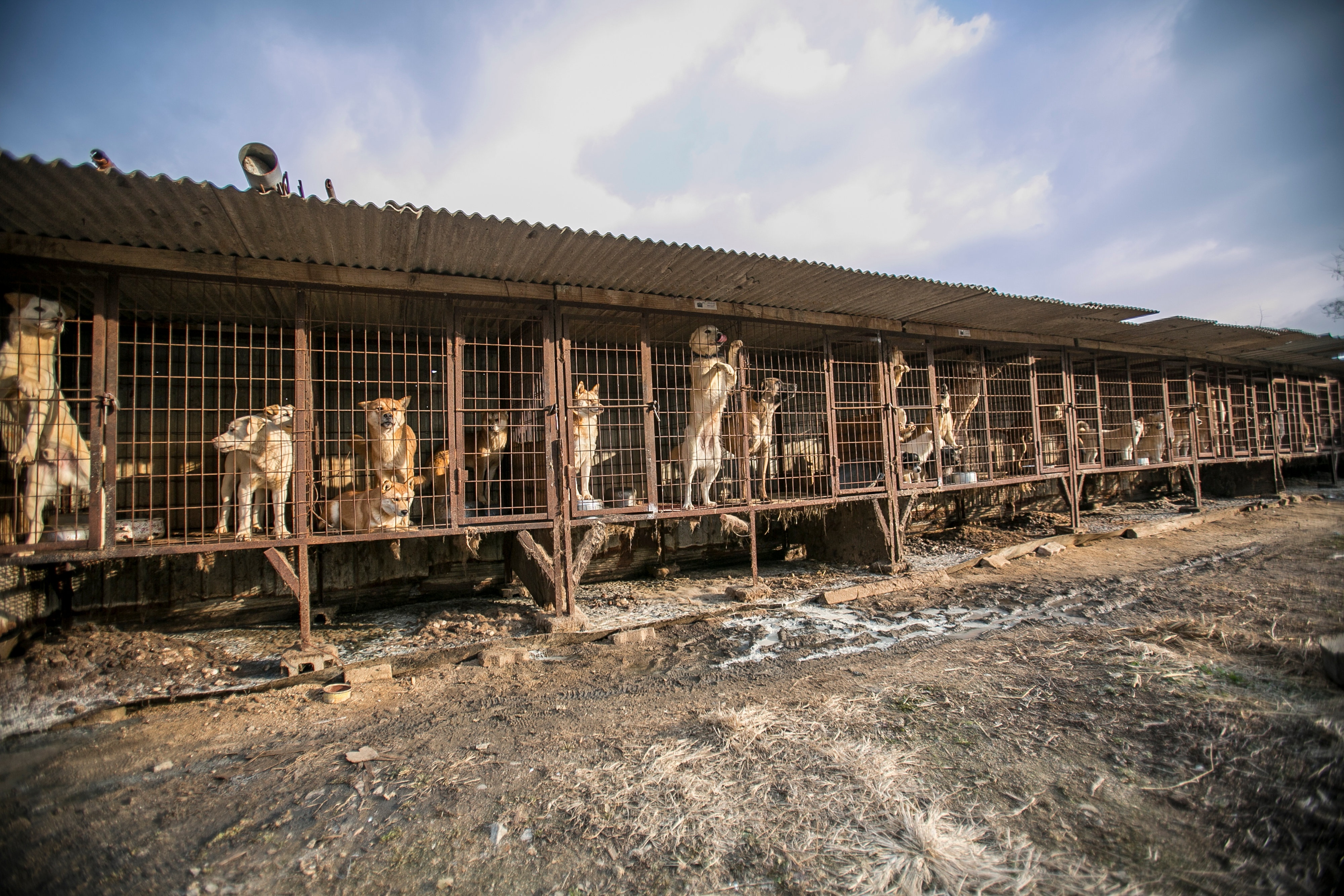 Thit cho o Han Quoc anh 7