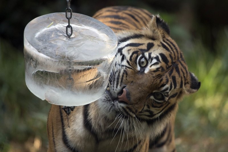 nang nong ky luc anh 8