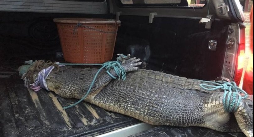 Ca sau dai 2,5 m bi bat sau 11 ngay gay nao loan dao Phuket hinh anh