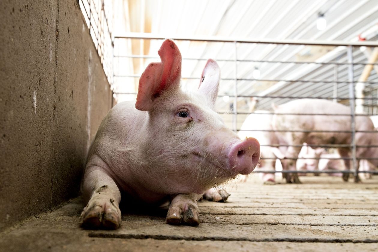 Sau Trung Quoc, My bat dau ham doa kinh te cac nuoc nho o chau A hinh anh