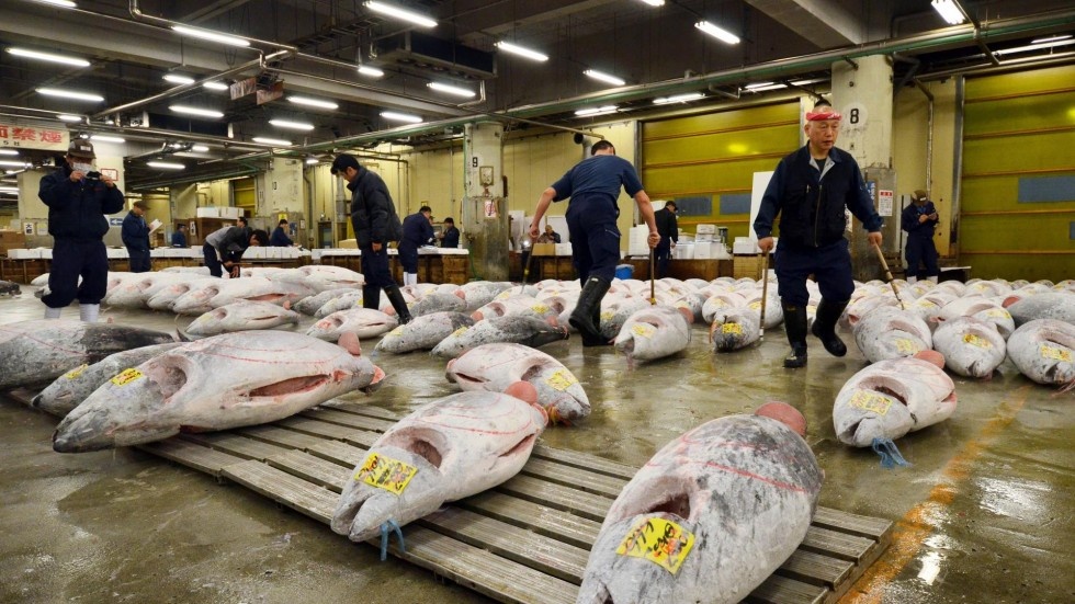 cho ca lon nhat the gioi anh 1