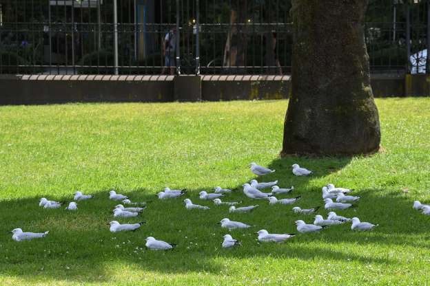 nang nong ky luc o Uc anh 10