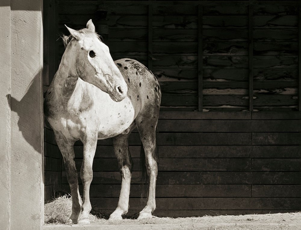 Chan dung am anh nhung con vat duoc cho phep song den gia hinh anh