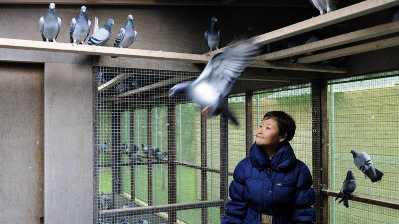 dau gia bo cau anh 2