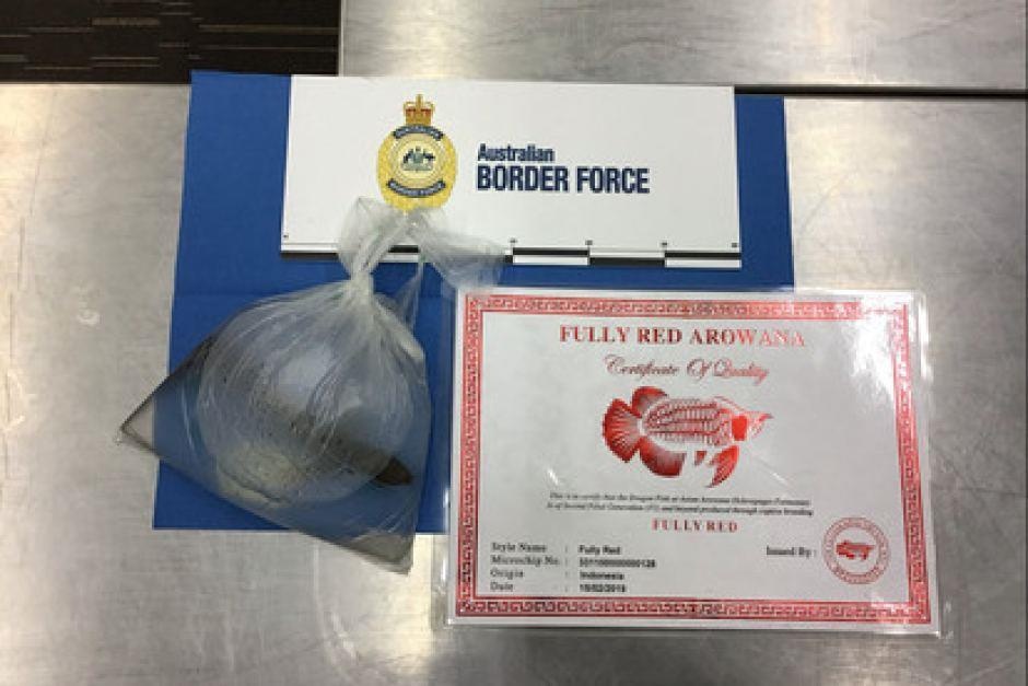 người Việt bị bắt vì buôn lậu ảnh 2 nguoi Viet bi bat vi buon lau anh 2