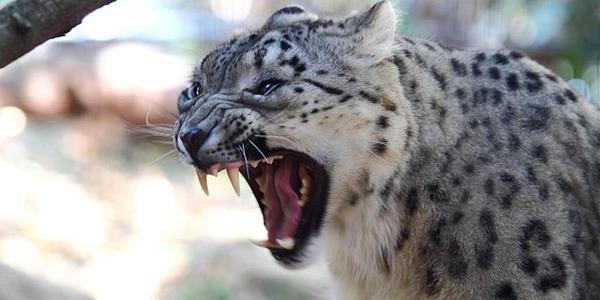 Bao du vao nha sat hai be trai 9 thang tuoi ngu trong cui o An Do hinh anh