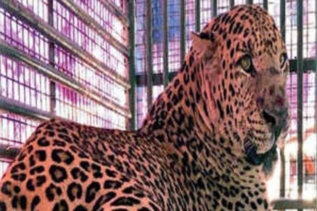 bao an thit nguoi anh 1