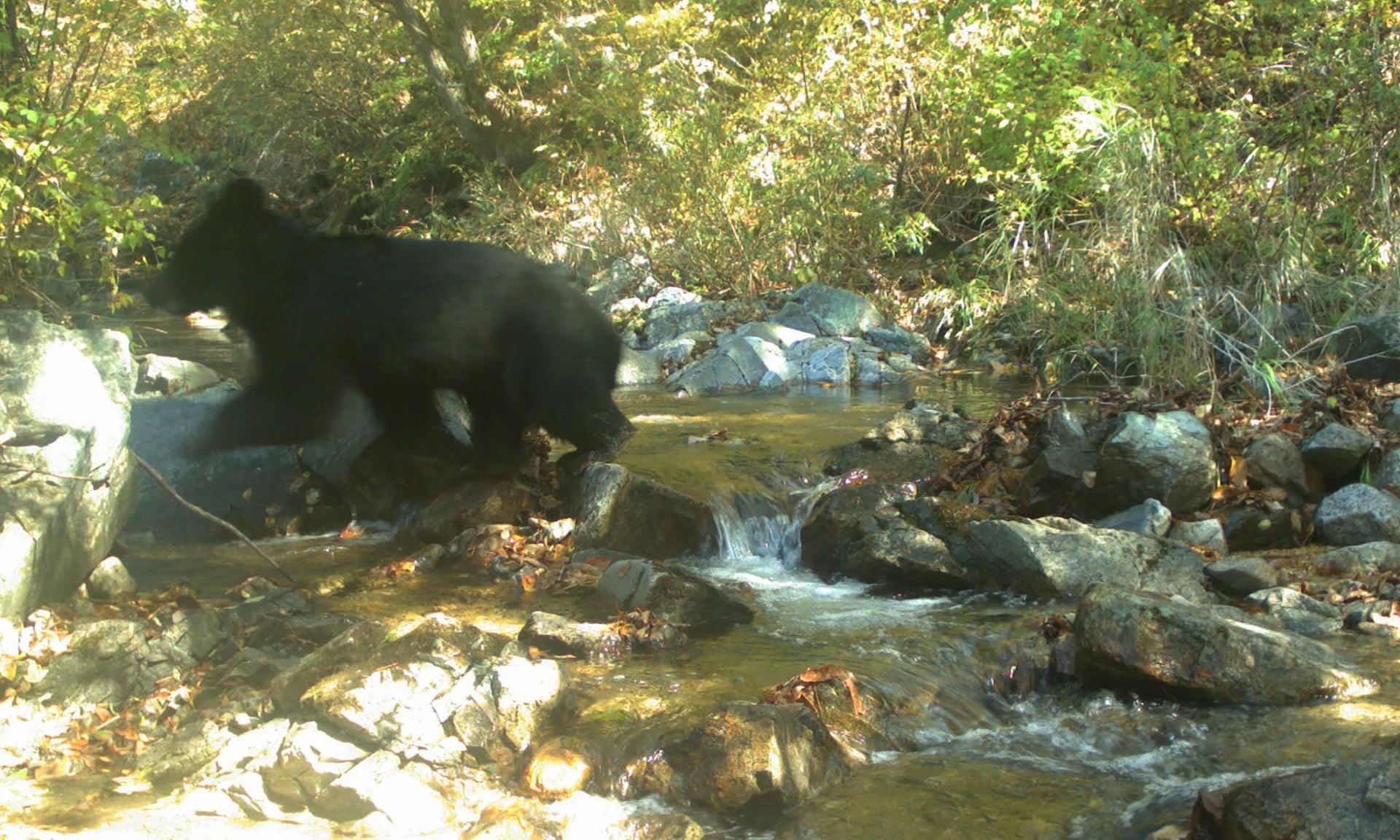 Buc anh gay sung sot lot vao camera o khu DMZ lien Trieu hinh anh