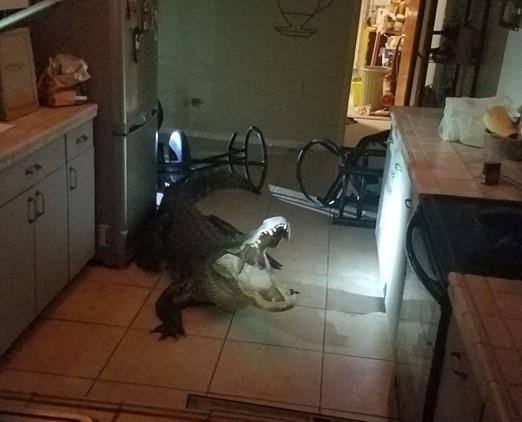 Ca sau dai 4 m pha cua so dot nhap nha dan o Florida hinh anh