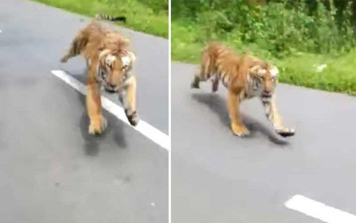 Ho lao ra duong duoi theo xe may cho 2 nguoi o An Do hinh anh