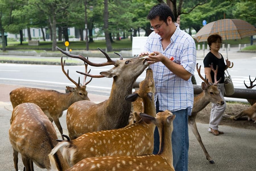nai Nara Nhật Bản ăn túi nhựa ảnh 2 nai Nara Nhat Ban an tui nhua anh 2