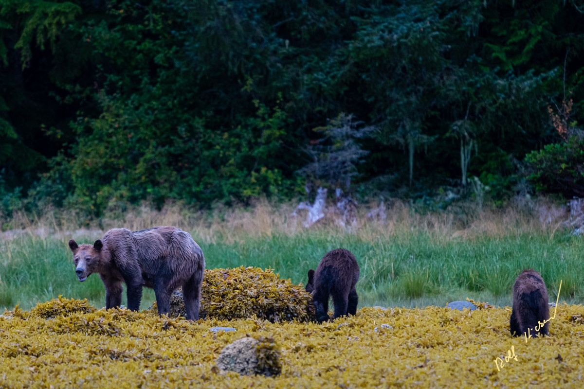 gau xam chet doi anh 2