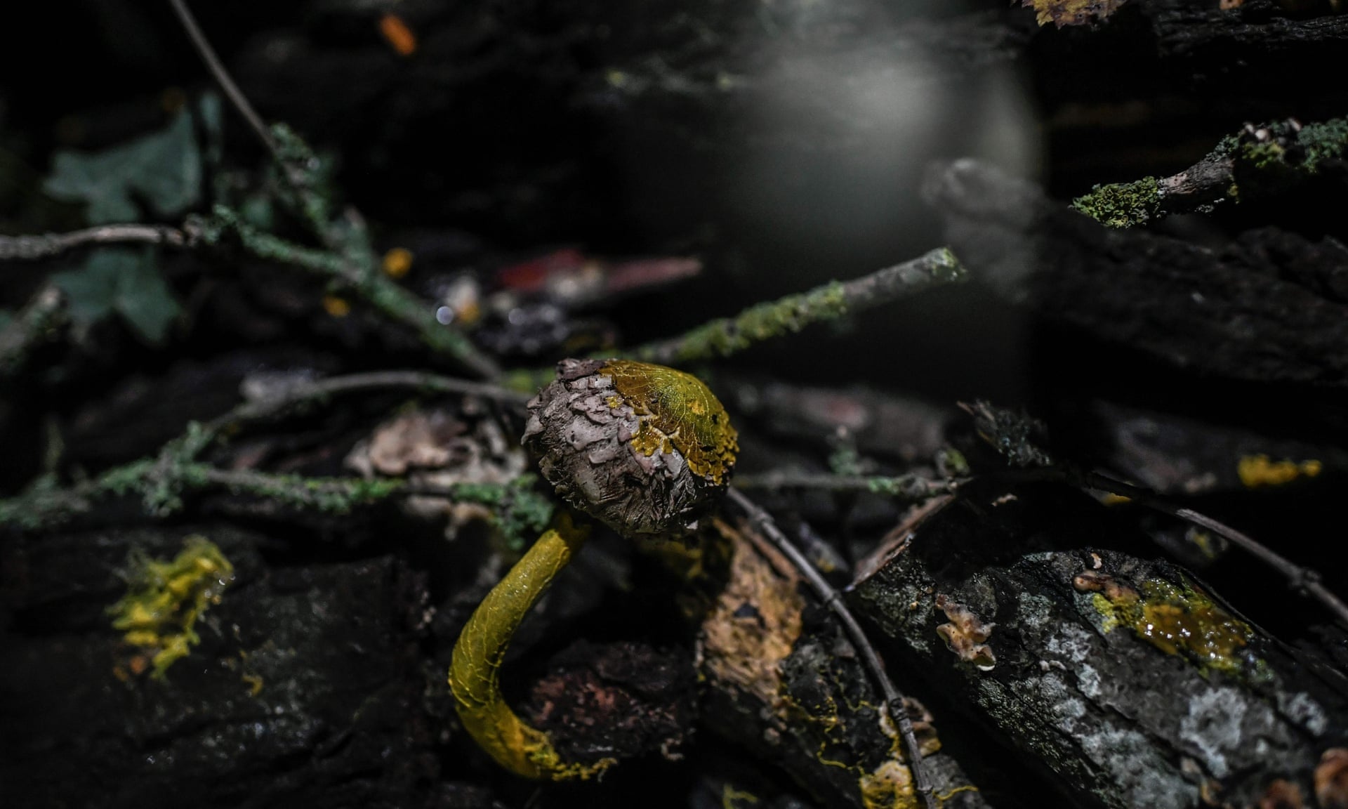 So thu Phap trung bay sinh vat khong nao, co gan 720 gioi tinh hinh anh