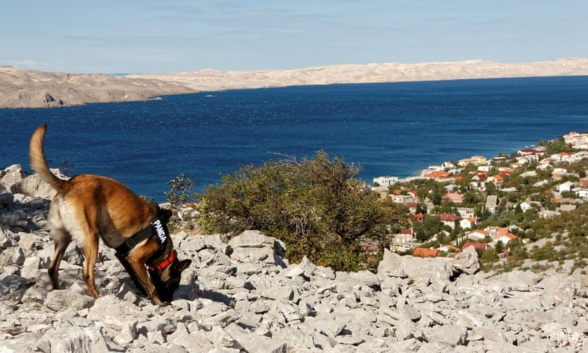 Cho nghiep vu danh hoi giup tim thay ngoi mo 3.000 nam tuoi hinh anh