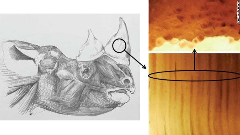 Sừng tê giác giả ảnh 1 Sung te giac gia anh 1
