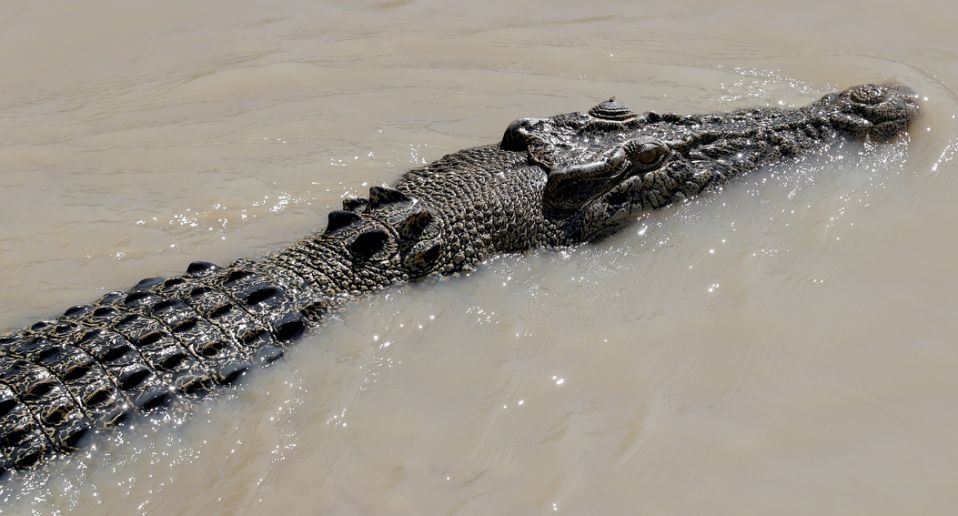 Mo bung ca sau, phat hien thi the be trai 8 tuoi hinh anh