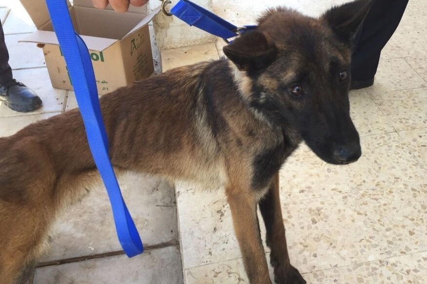 Cho nghiep vu My gay tro xuong, ngung danh hoi bom o Jordan, Ai Cap hinh anh