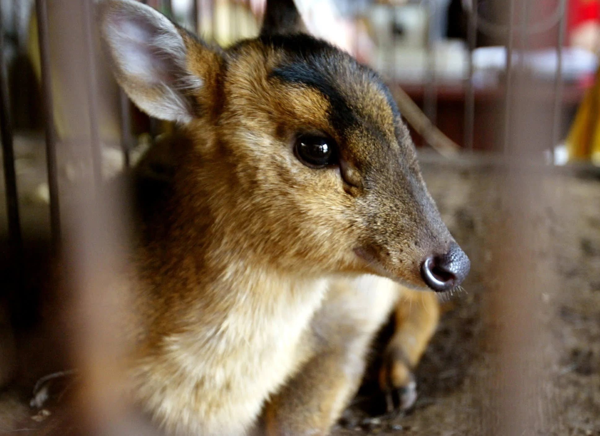 An thit thu hoang da - thoi quen nghin nam lam hai nguoi Trung Quoc hinh anh